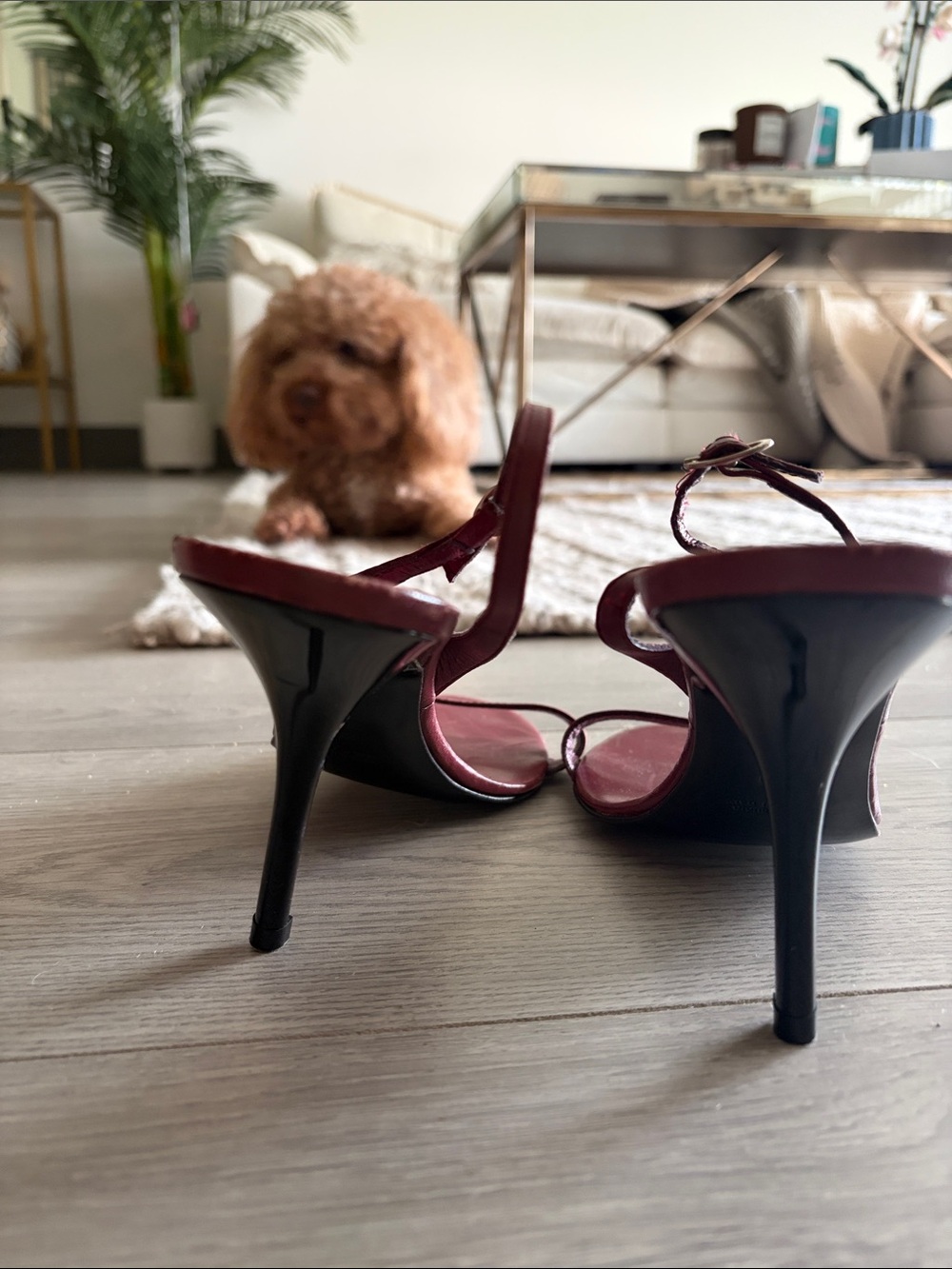 Giuseppe Zanotti Wine Red Slingback Heeled Sandals - Picture 3 of 5